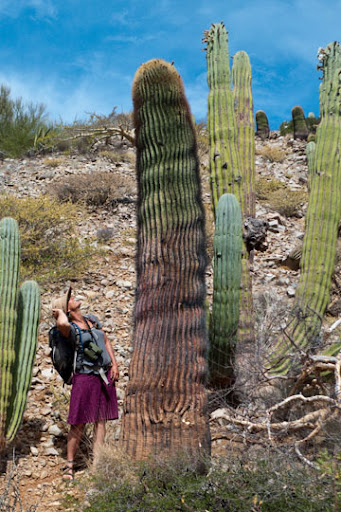 Barrel Cactus